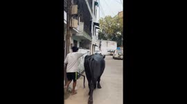 Person rides buffalo after initial failed attempt in Prayagraj
