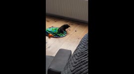 Puppy Does Battle With a Blueberry