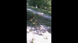 Cat Catches Mouse – The Hunt in Action!