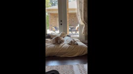 Basset Hound's Jowls Flap In The Wind Of Snores