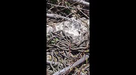 Thousands of Garter Snakes Wake Up