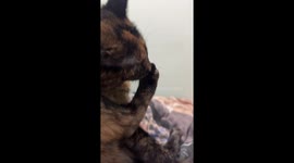 Cat Shocked By Stinky Foot's Smell