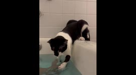 When I Say My Cat Loves Water