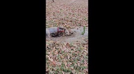 Labrador Retriever Plays in Leafy Mud Puddle