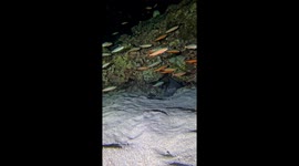 Fish Has a Close Call With Moray Eel