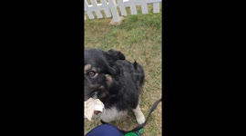 Trinny was awarded the Unsung Hero Award at GoodWoof Festival