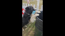 Trinny was awarded the Unsung Hero Award at GoodWoof Festival
