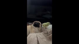 Chick Teasing a Pug