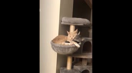 Alfredo and Luna Taking a Cat Nap