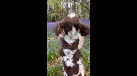 Spaniel Dances Through Bluebell Woods
