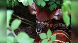 UK: Breathtaking Moment As Critically Endangered Bongo Calf Is Born At Woburn Safari Park
