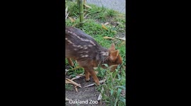 Oakland Zoo Names Baby Pudu ‘Quilla’ After Moon Goddess