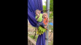 Two monkeys Pika and Honey are clinging to a banana and eating the fruit.