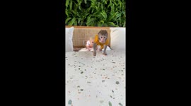 Two monkeys Pika and Honey fight for food