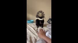 Skunk enjoys face massage from owner