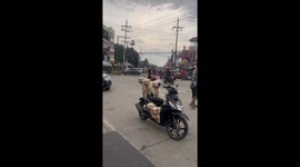 Five pet dogs ride on motorcycle with owner