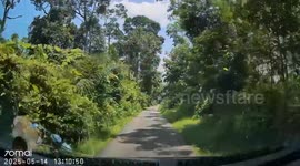 Couple shocked when durian drops from tree onto their car bonnet