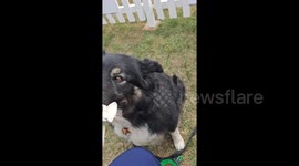 Trinny the border collie wins award for collecting and binning litter on her walks