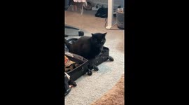Unexpected cat antics: Feline decides suitcase is the perfect place to pee