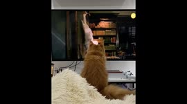 Cat Watches Nine Lives Like She Understands the Plot
