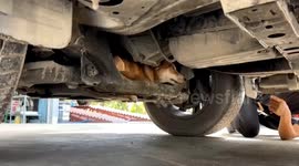 Frightened pet dog stuck under car is rescued