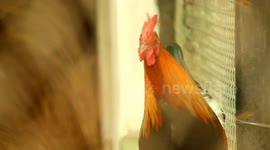 Wild Rooster Shocks Visitors with the Funniest Loud Voice Ever