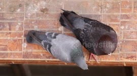 Pigeon's Romantic Date Ruined by Cameraman – Too Funny! Pigeons Caught in the Act: “Oh No, The Camera Saw Us!