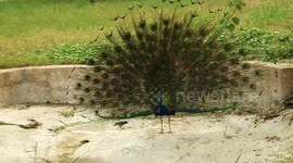Majestic Peacock: A Dazzling Dance of Feathers. The Peacock’s Mesmerizing Dance