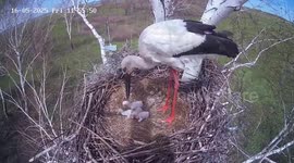 Mother stork kills off two-day-old chick in Russia