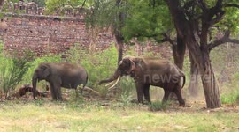 Joyful Jumbo Love: Elephant's Charming Courtship Ritual. The Elephant Couple’s Dance of Love