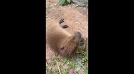 Sleepy capybara has body scratched with stick at zoo