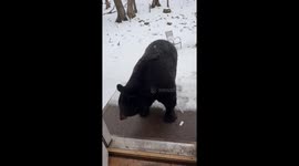 Black Bear Sits on Command