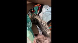 Pet kitten sleeps with half of body hanging down sofa