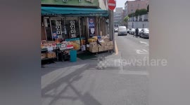 Crow steals snacks from outside shop in South Korea