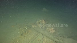 Supersized octopuses raiding British crab and lobster pots leaving fishermen fuming