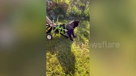 Disabled cat given a new chance at life after being fitted with set of wheels