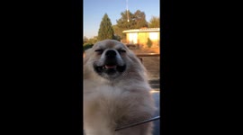 Pomeranian Chest Floof