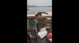 Squirrel steals cake from person eating outdoors in Jiangsu, China