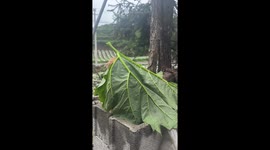 Cat covered by leaf stands still on hollow blocks in Guangdong, China