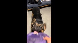 German Shepherd refuses to let go of toy in playful tug-of-war in Beijing, China
