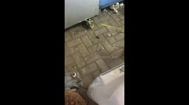 Worker catches lizard with rope during shift in Pasuruan, Java, Indonesia