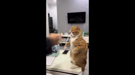 Cat playfully dodges air jabs in boxing pose in Shanghai, China