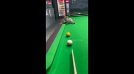 Kitten helps pocket billiard ball during game in Shandong, China