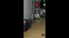 White cat gets spooked by surprise encounter in Zhejiang, China