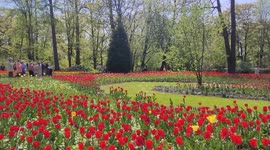 Annual tulips festival 2025 started in St Petersburg, Russia