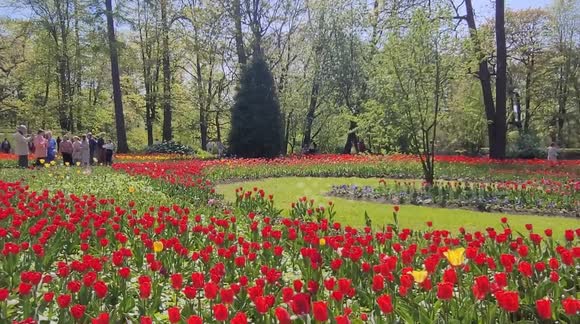 Annual tulips festival 2025 started in St Petersburg, Russia