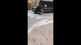 UPS Driver Escorts Wild Turkeys Through Busy Intersection