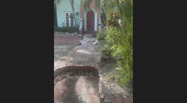 South Beach Cats Are Built Different