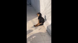 Chop Likes to Sunbathe