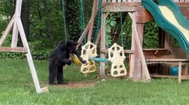 Four Bear Cubs Play in the Backyard